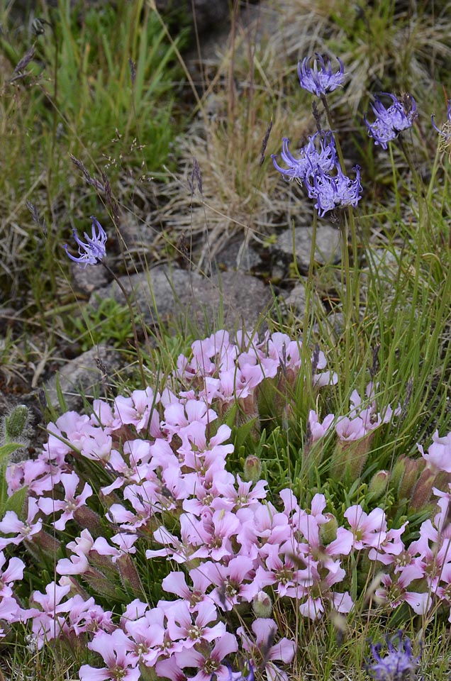 Saponaria pumila / Saponaria minore